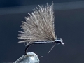 F-fly