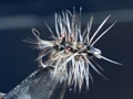 Griffiths Gnat